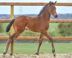 foal by Velvets Beauty P (Hanoverian, 2024, from Viva Romance PS OLD)