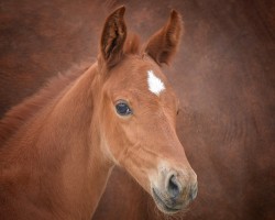 foal by Varadero P (Hanoverian, 2024, from Vitalis)