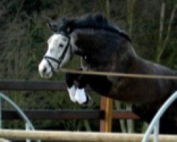 broodmare Hunter Dew-Drop (Belgian Warmblood, 2003, from Top Nantino)