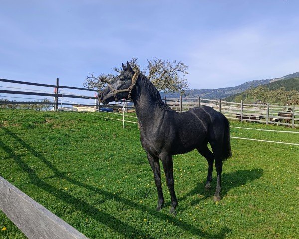 horse Draxls Sleipnir BB (Austrian Warmblood, 2021, from Stauffenberg)