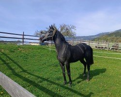 horse Draxls Sleipnir BB (Österreichisches Warmblut, 2021, from Stauffenberg)