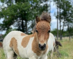 Pferd Herzkönig vom Pfingsthof (Shetland Pony (unter 87 cm), 2021, von Zirco van Polderka)