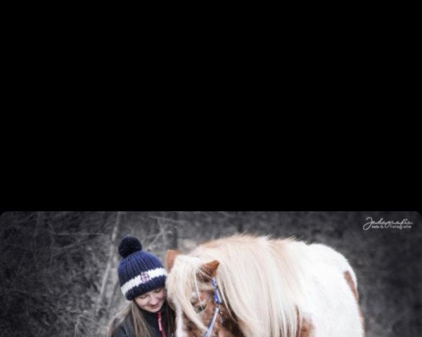 horse Atlas (Shetland Pony, 1990)