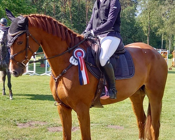 broodmare Ma Cherie DMS (Holsteiner, 2019, from Uriko)