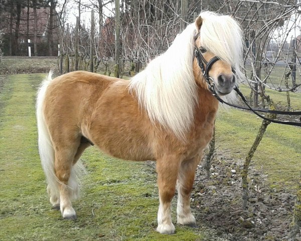 Deckhengst Romino v. Backemoor (Shetland Pony (unter 87 cm), 2008, von Ricardo v. Noord Stee)