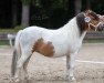 broodmare Xalina von England (Shetland pony (under 87 cm), 2017, from Romino v. Backemoor)