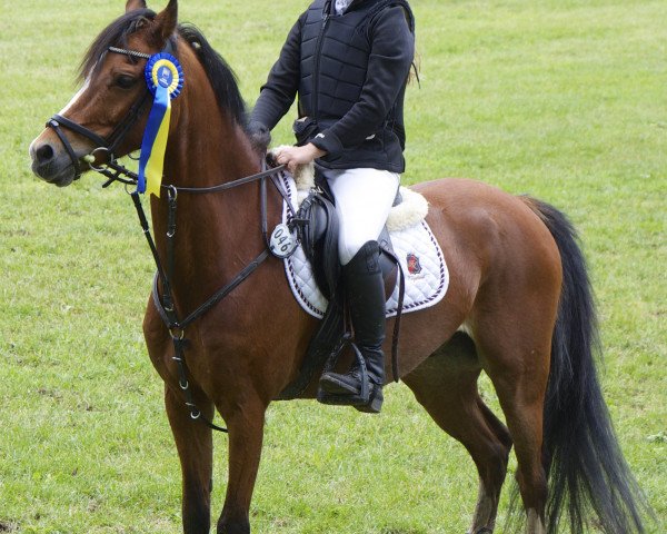 horse Blokland's Hoeve's Conviction Boy (Nederlands Welsh Ridepony, 2003, from Sarnau Pelydrog)