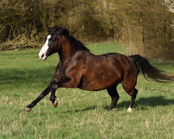 horse Wee Dragonfly (Quarter Horse, 2010)