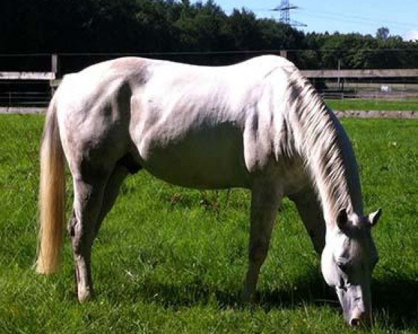 horse Lenas Glo Playboy (Quarter Horse, 2007)