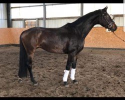 broodmare Lady Deluxe (Hanoverian, 2011, from Fürst Romancier)