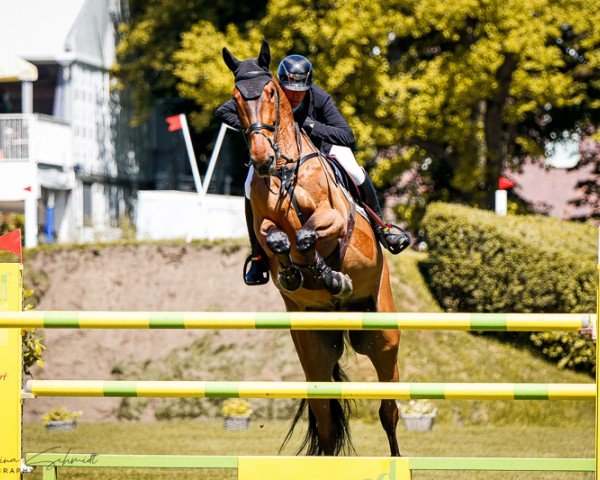 jumper Inoui du Seigneur (Belgium Sporthorse, 2014, from Jenson van't Meulenhof)