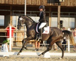 broodmare Mirabelle (Austrian Warmblood, 2019, from Stauffenberg)