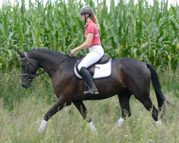 dressage horse Hepatica (Lithuanians Warmblood, 2017, from Heksteris)