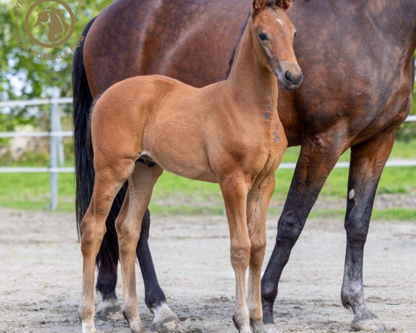 Fohlen von Umpire (KWPN (Niederländisches Warmblut), 2024, von Glock's Toto Jr.)