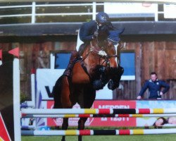 jumper Choco Rosine (Oldenburg show jumper, 2013, from Colman)