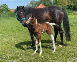 Fohlen von Uphelia (KWPN (Niederländisches Warmblut), 2024, von Reddy Wally Ter Linden)