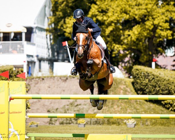 jumper One In A Million (Belgian Warmblood, 2014, from Der Senaat 111)