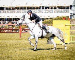 Springpferd Oilily (Belgisches Warmblut, 2014, von Galisco van Paemel)