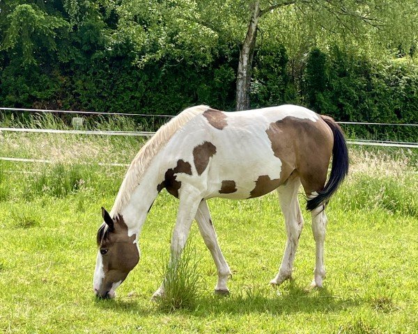 horse Indira the Icefire A (anglo european sporthorse, 2022, from Insider A)