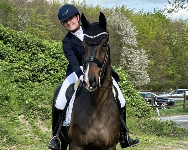 dressage horse Devito 37 (Belgium Sporthorse, 2009, from Glock's Johnson Tn)