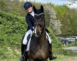 dressage horse Devito van de Kempenhoeve (Belgium Sporthorse, 2009, from Glock's Johnson Tn)