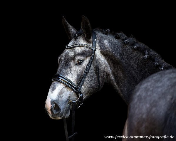 jumper Cornet's Castiel (German Sport Horse, 2018, from Cristallo I)