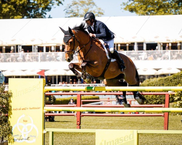 Springpferd Zandigo (Nederlands Rijpaarden en Pony, 2010, von Zento)