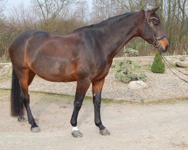 dressage horse Andaya (Holsteiner, 2013, from Ampère)