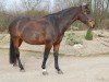 dressage horse Andaya (Holsteiner, 2013, from Ampère)