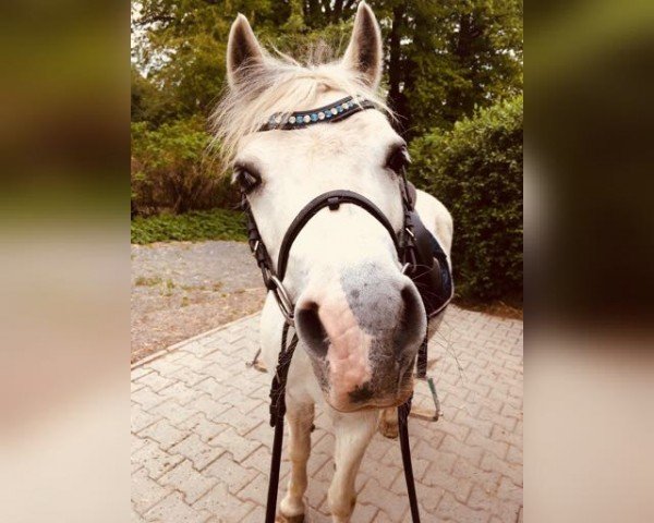 horse Rosinas Jessica (Welsh mountain pony (SEK.A), 2000, from Zonneweide's Nico)