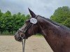 dressage horse Donnerlittchen (Hanoverian, 2019, from Don Martillo)