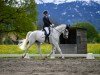 dressage horse Cellini 13 (German Sport Horse, 2011, from Catch Your Dreams)