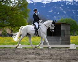 dressage horse Cellini 13 (German Sport Horse, 2011, from Catch Your Dreams)