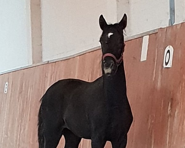 dressage horse Charming Venice (Oldenburg, 2018, from Blue Hors Veneziano)