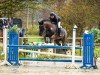 jumper Moonlight 435 (New Forest Pony, 2013, from Reekamp's Eclips)