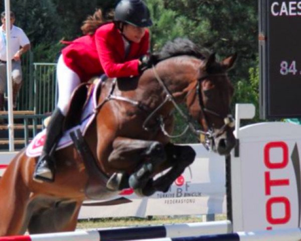 jumper Caesar (KWPN (Royal Dutch Sporthorse), 2001)