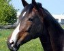 broodmare Hekate II (Trakehner, 1996, from Exclusiv)