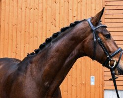 dressage horse Barolino (Hanoverian, 2016, from Buckingham)