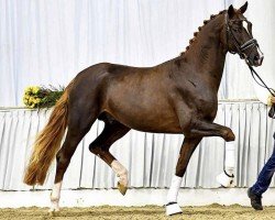 dressage horse Fly Emirates (Hanoverian, 2020, from Fuechtels Floriscount OLD)