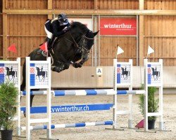 jumper Razzia Ma (Belgian Warmblood, 2017, from Absolute Tobiano)