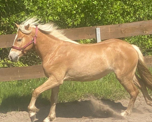 Pferd Meine (Deutsches Reitpony, 2004, von Mondeo)