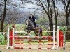 jumper Carolrio CK (Hanoverian, 2019, from Caroly)