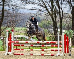 jumper Carolrio CK (Hanoverian, 2019, from Caroly)