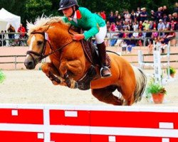 horse Pallas des Chouans (Welsh-Pony (Section B), 2003, from Oscar des Chouans)