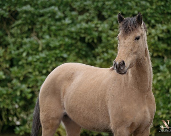 broodmare Casino‘s Coco (German Riding Pony, 2019, from Casino Gold)