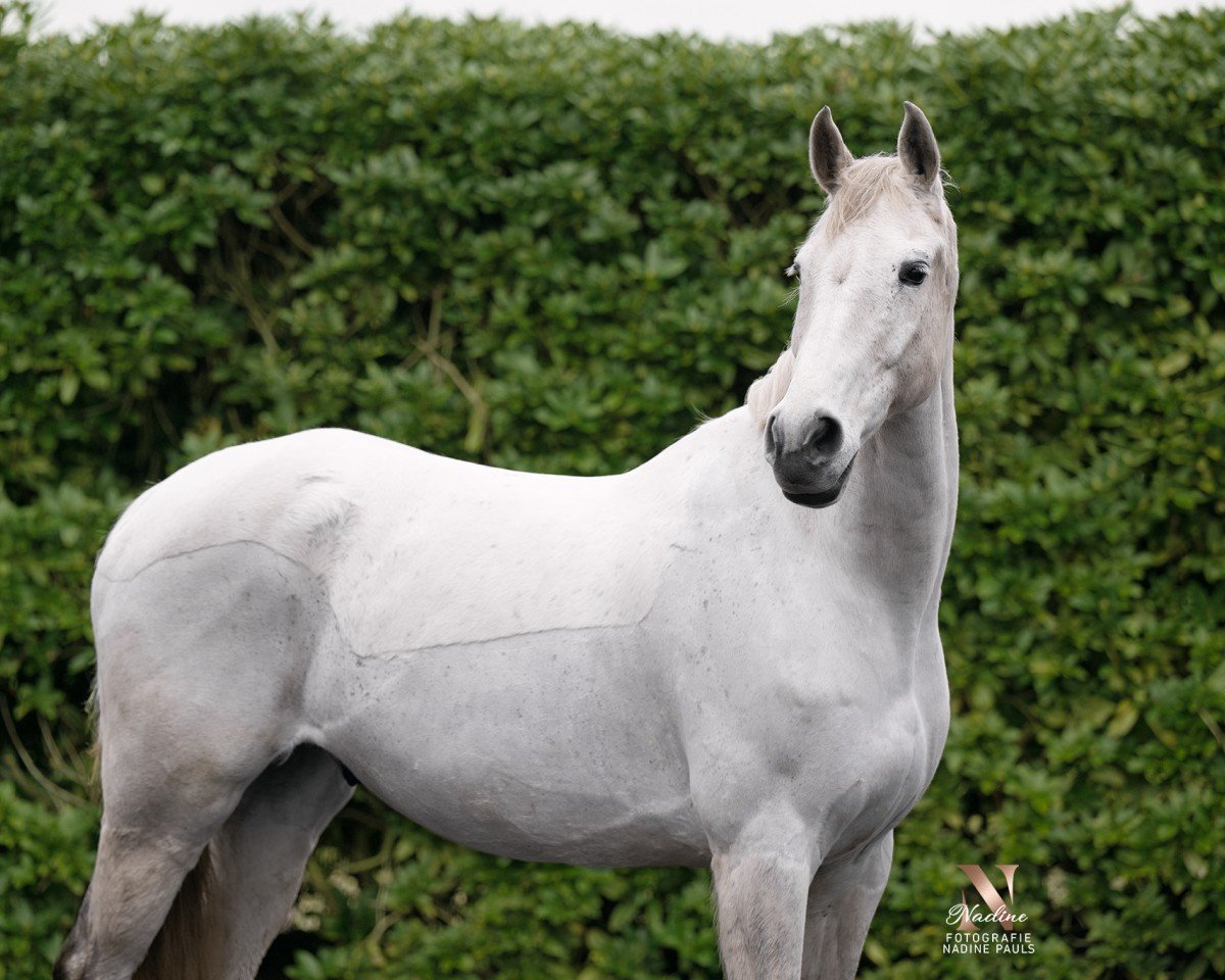 jumper Capitano H (Hanoverian, 2010, from Carry Gold)