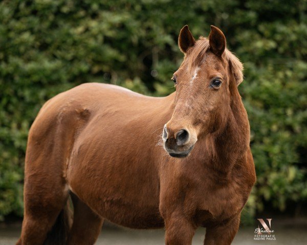 horse Maja 467 (German Riding Pony, 1999, from Mentos)