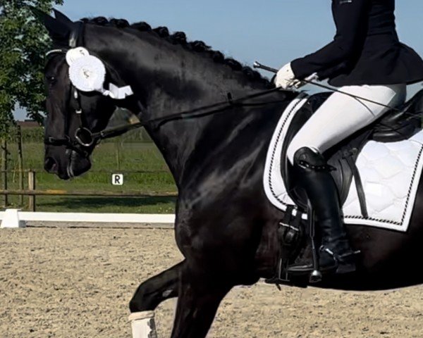 dressage horse Be Mine 9 (Hanoverian, 2019, from Bon Coeur)