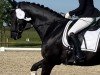 dressage horse Be Mine 9 (Hanoverian, 2019, from Bon Coeur)