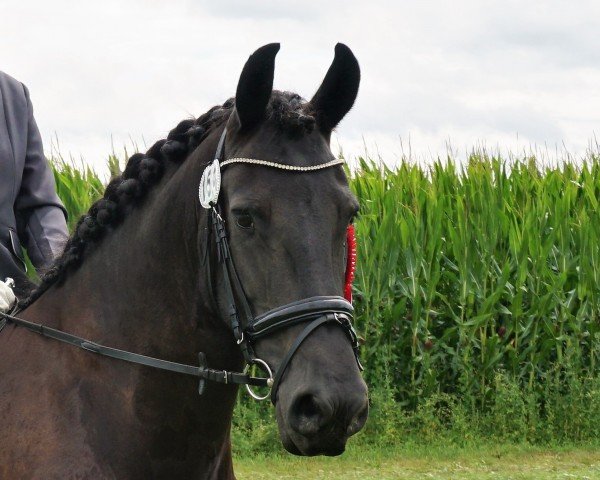 Dressurpferd Marje (Friese, 2012, von Targon vvon Marschhorst)